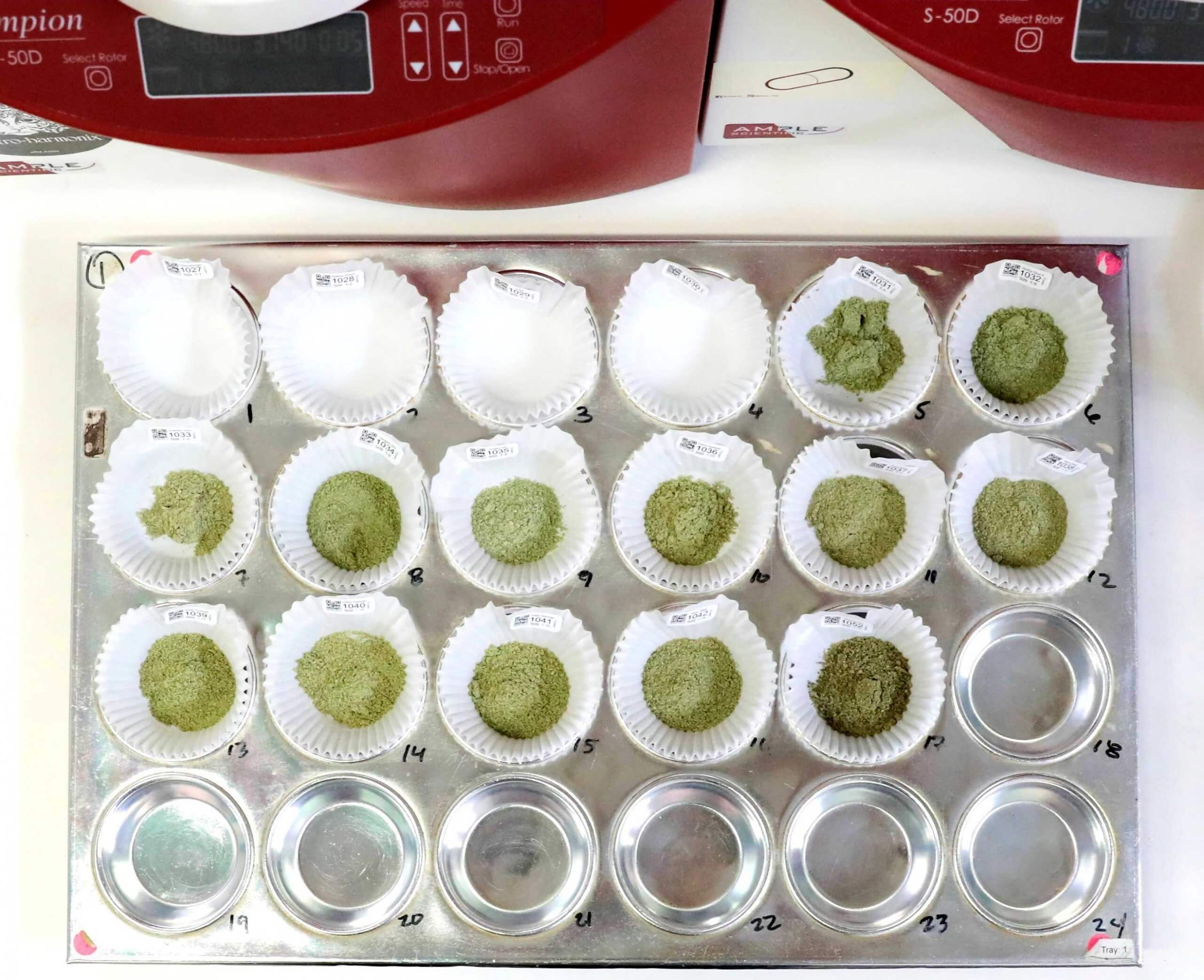 A 4 by 6 metal muffin tray with paper cups containing ground-up cannabis flower